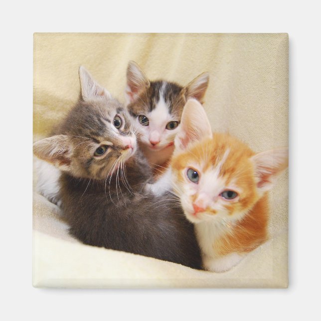 Imán Gatito Trio Magnet (Frente)