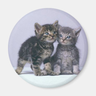 Imán gatitos