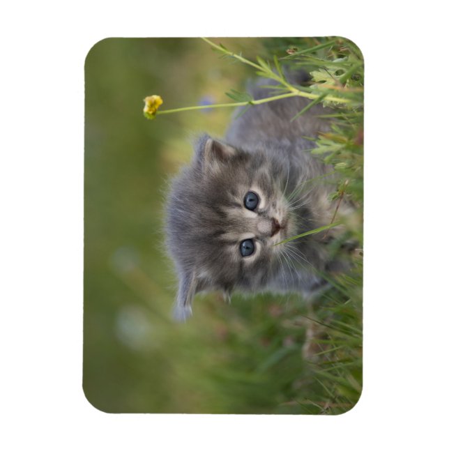 Imán Gatitos Adorables (Vertical)