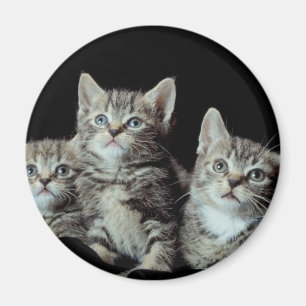 Imán Gatitos Adorables