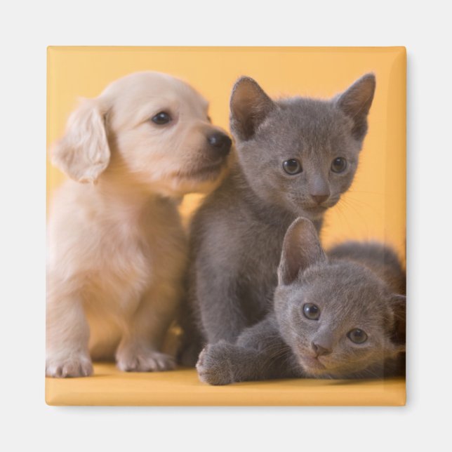 Imán Gatitos azules rusos y cachorros dachshund (Frente)