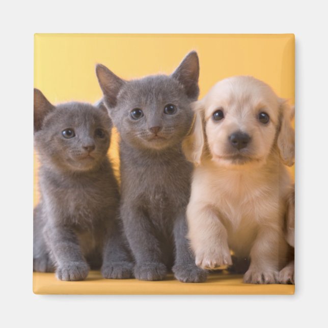 Imán Gatitos Azules Rusos Y Cachorros De Dachshund (Frente)