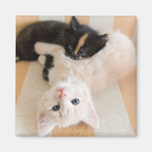 Imán Gatitos Blancos Y Negro