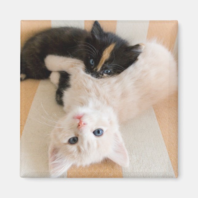 Imán Gatitos Blancos Y Negro (Frente)