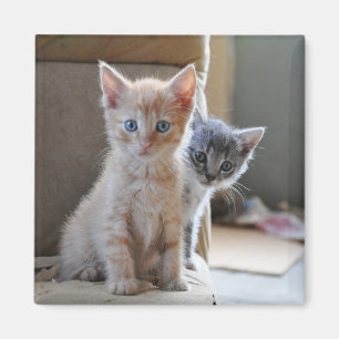 Imán Gatitos curiosos