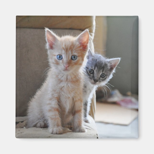 Imán Gatitos curiosos (Frente)