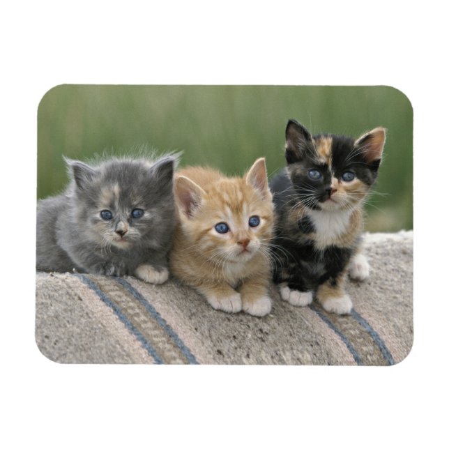 Imán Gatitos de granero en una manta de caballo (Horizontal)