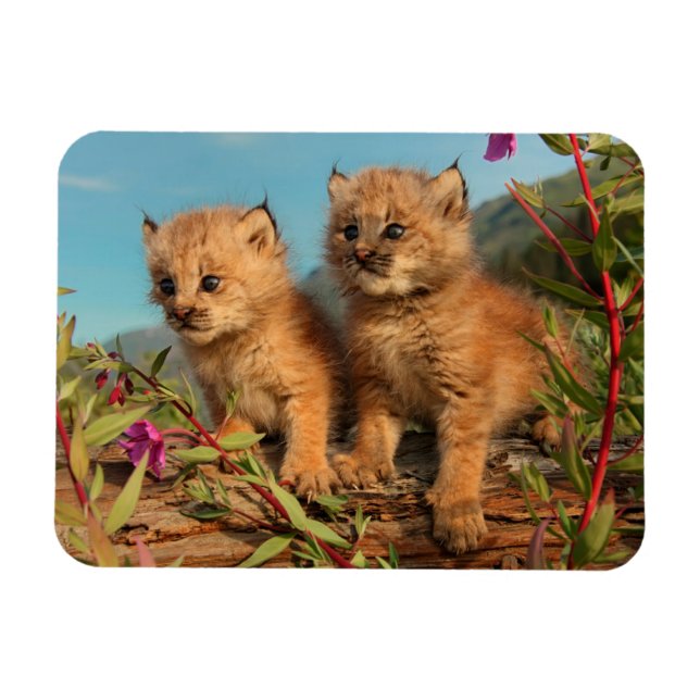 Imán Gatitos de lince canadiense, Alaska (Horizontal)