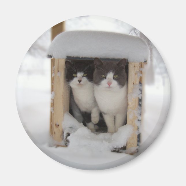 Imán Gatitos de nieve (Frente)