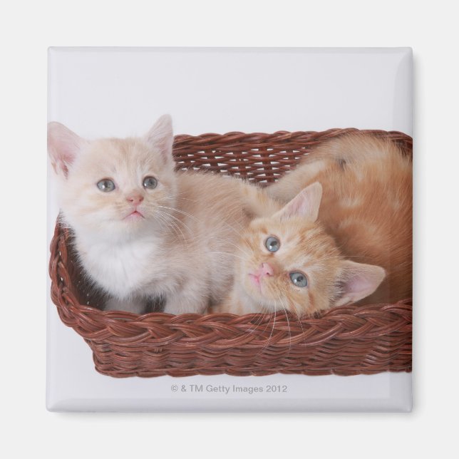 Imán Gatitos en canasta (Frente)