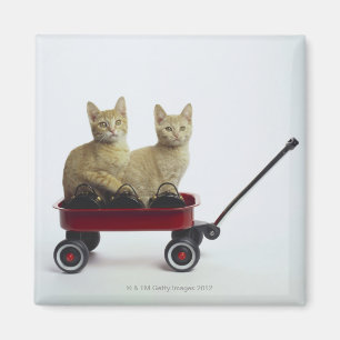 Imán Gatitos en carro