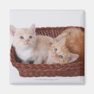Imán Gatitos en cesta