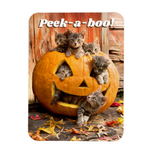 Imán Gatitos en Jack-o-Lantern