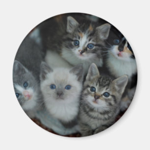 Imán Gatitos en una cesta