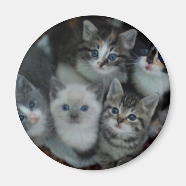 Imán Gatitos En Una Cesta (Frente)