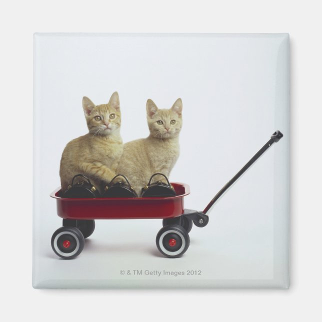 Imán Gatitos en vagón (Frente)