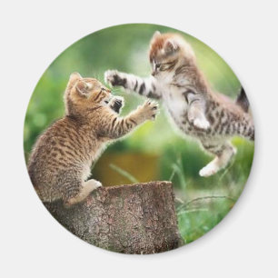 Imán Gatitos noruegos del bosque