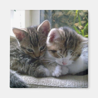 Imán Gatitos somnolientos