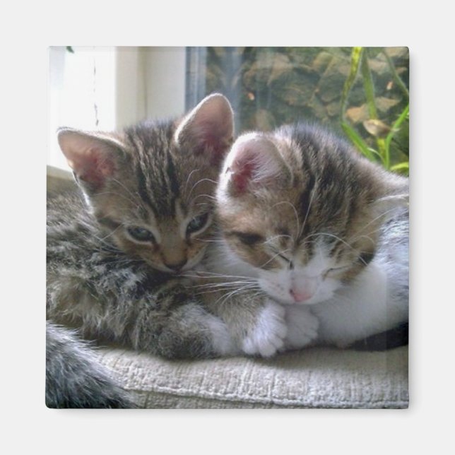 Imán Gatitos somnolientos (Frente)