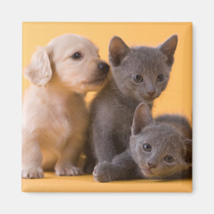 Imán Gatitos y perritos azules rusos del Dachshund