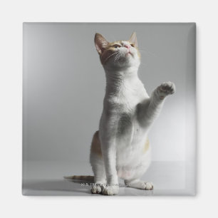 Imán gato