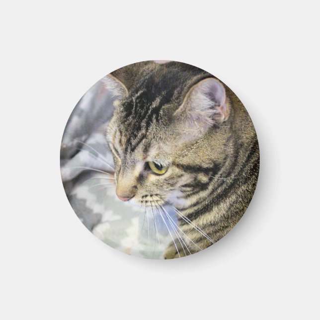 Imán Gato (Frente)