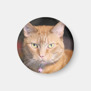 Imán Gato