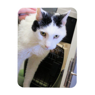 Imán Gato