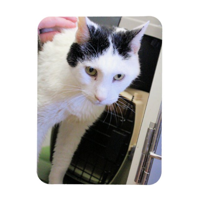 Imán Gato (Vertical)