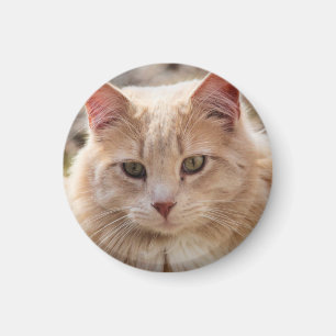 Imán Gato