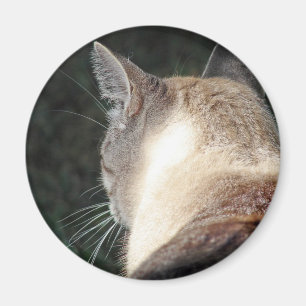 Imán Gato