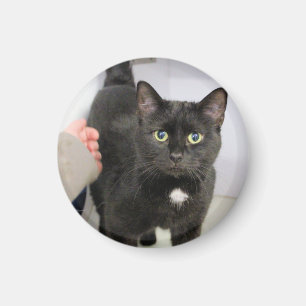 Imán Gato
