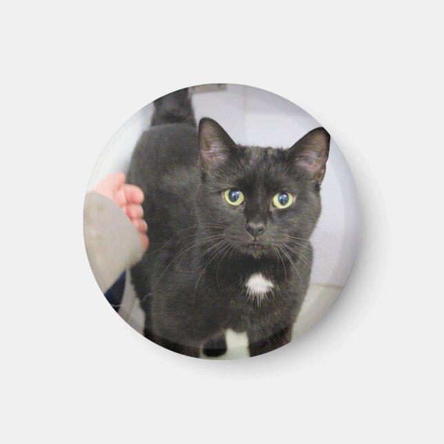 Imán Gato (Frente)