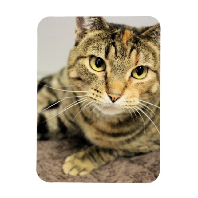 Imán Gato (Vertical)