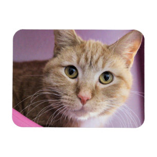 Imán Gato