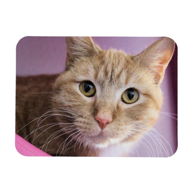 Imán Gato (Horizontal)