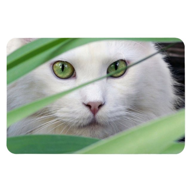 Imán Gato  (Horizontal)