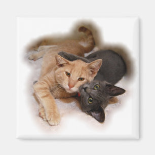 Imán Gato Amantes Magnet