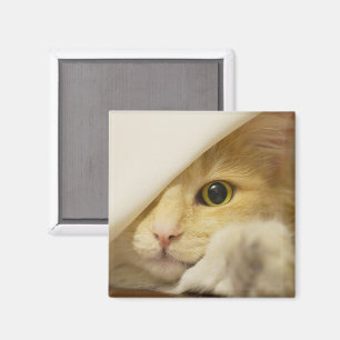 Imán Gato amarillo mirando hacia fuera