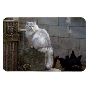 Imán Gato angora gris-blanco