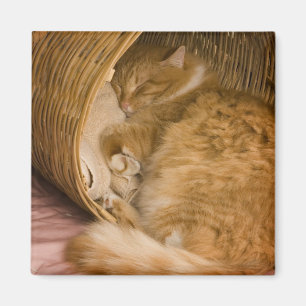 Imán Gato atigrado naranja durmiendo en cesto