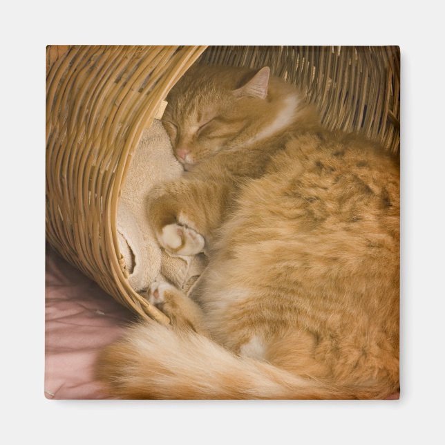 Imán Gato atigrado naranja durmiendo en cesto (Frente)