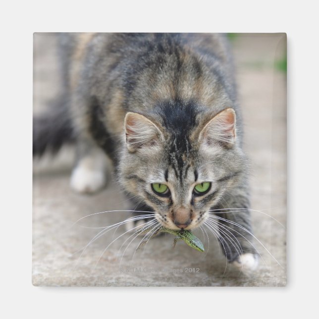 Imán gato atrapó a un lagarto (Frente)