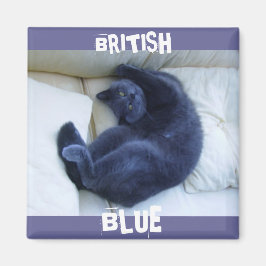 IMÁN GATO AZUL BRITÁNICO