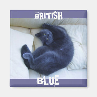 IMÁN GATO AZUL BRITÁNICO