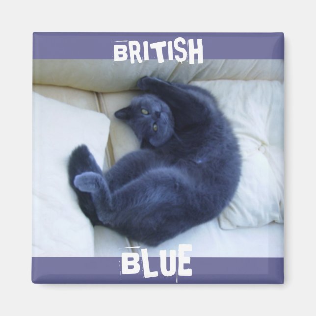 IMÁN GATO AZUL BRITÁNICO (Frente)