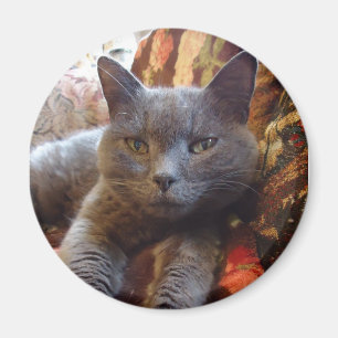 Imán Gato azul ruso
