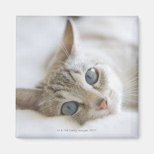 Imán Gato blanco bonito con los ojos azules que ponen