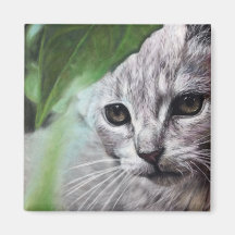 Gato blanco centrado