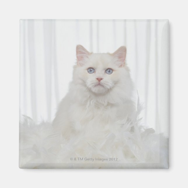 Imán Gato blanco con plumas (Frente)